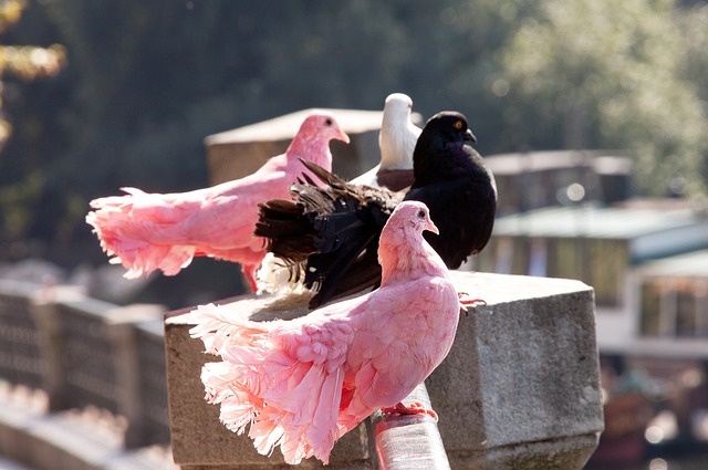 兰的强势进 兰的强势进